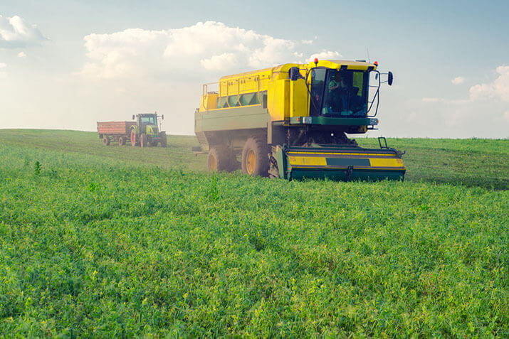 Combine harvesting peas