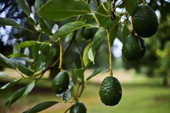 Simplot® Avocados on the Tree